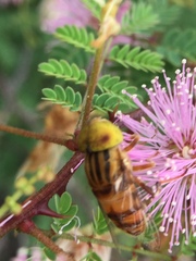 Eristalinus