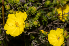 Hibbertia devitata