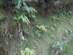 Microlaena stipoides