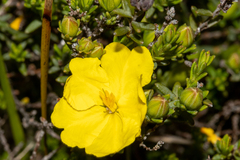 Hibbertia devitata