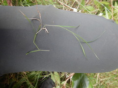 Microlaena stipoides