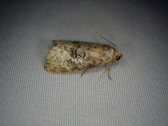Bryophilina mollicula