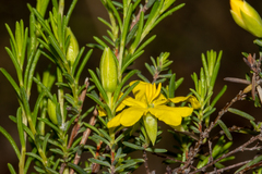 Hibbertia devitata
