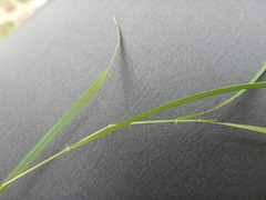 Microlaena stipoides