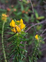 Phyllota phylicoides