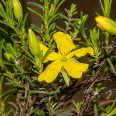 Hibbertia devitata