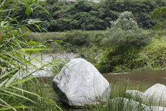 Phoenicurus fuliginosus