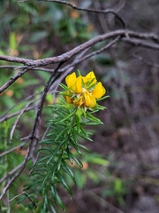 Phyllota phylicoides
