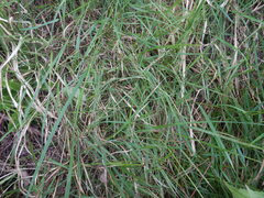 Microlaena stipoides