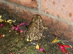 Bufo bufo