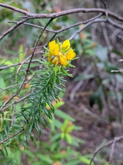 Phyllota phylicoides