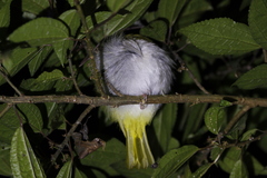 Erpornis zantholeuca