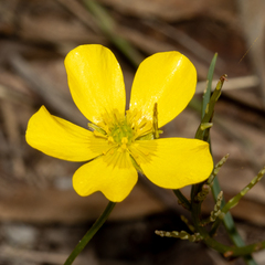 Ranunculus lappaceus
