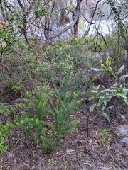 Phyllota phylicoides