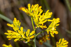 Glischrocaryon behrii