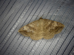 Blasticorhinus unduligera