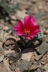 Tulipa