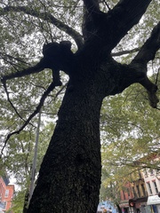 Quercus phellos