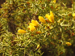 Ulex argenteus subsericeus