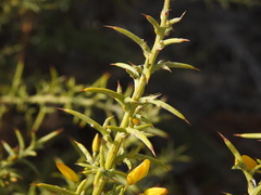 Ulex argenteus subsericeus