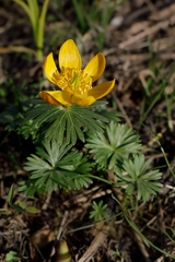 Eranthis longistipitata