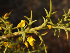 Ulex argenteus subsericeus
