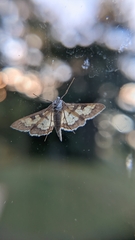 Nomophilini