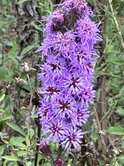 Liatris novae-angliae