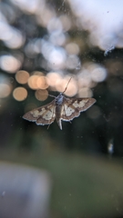 Nomophilini