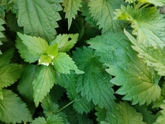 Lamium album