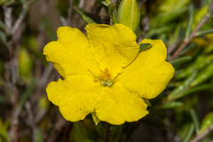 Hibbertia devitata