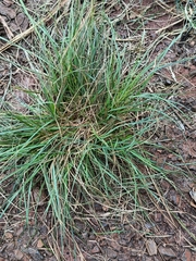 Chloris verticillata