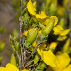 Hibbertia devitata