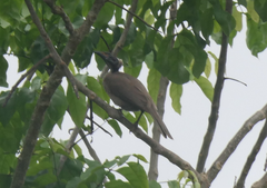 Philemon buceroides yorki