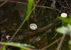 Crucibulum cyathiforme