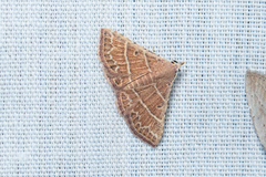 Corgatha dictaria