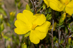 Hibbertia devitata