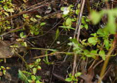 Crucibulum cyathiforme