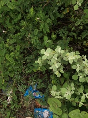 Achyranthes