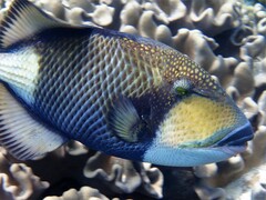 Balistoides viridescens