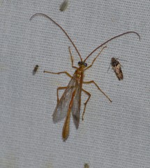 Enicospilus guatemalensis