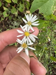 Symphyotrichum lanceolatum