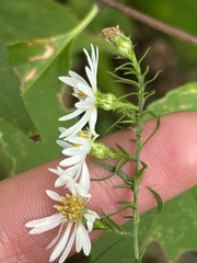 Symphyotrichum lanceolatum