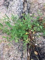 Crotalaria
