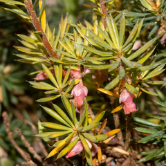 Brachyloma ericoides