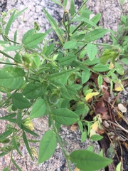 Crotalaria