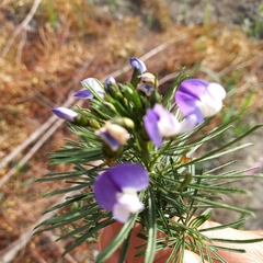 Psoralea arborea