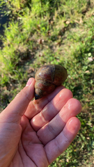 Cipangopaludina chinensis