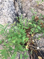 Crotalaria