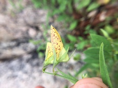 Crotalaria